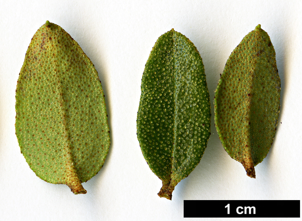 High resolution image: Family: Ericaceae - Genus: Rhododendron - Taxon: nitidulum - SpeciesSub: var. omeiense